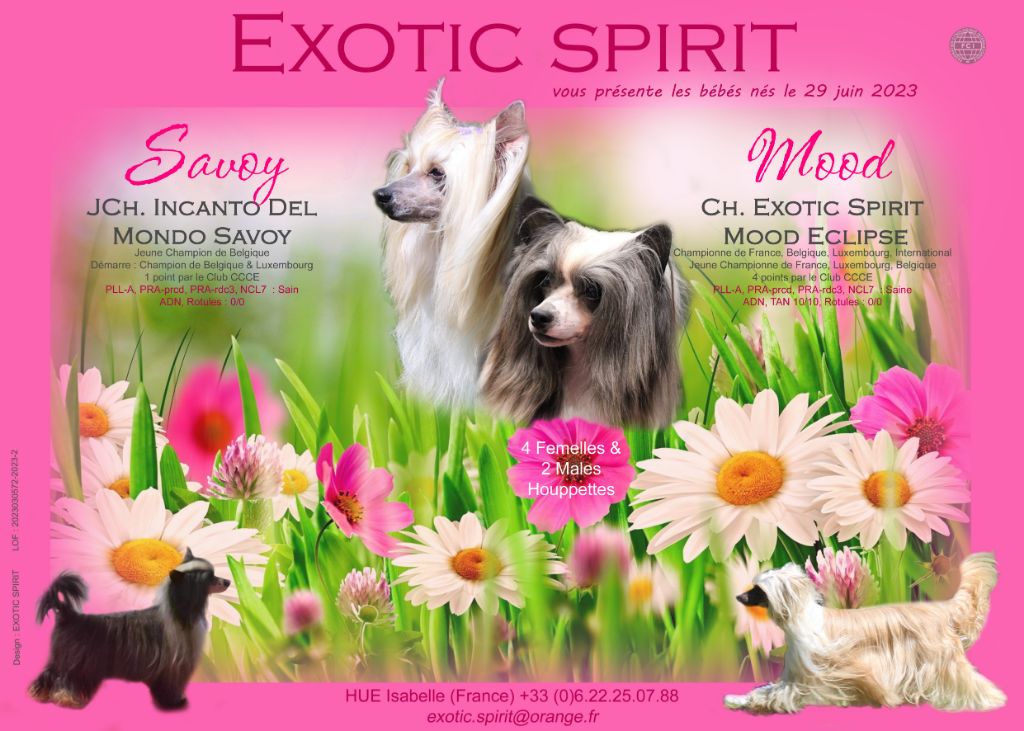 Exotic Spirit - Les bébés houppettes de Mood & Savoy sont là !!!