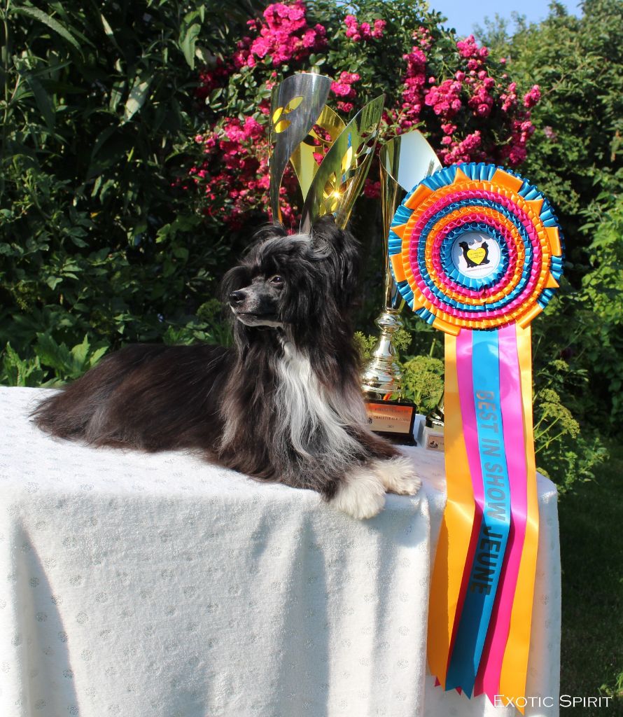 Exotic Spirit - Arusha fait le Best In Show Jeune à Chalette !!!