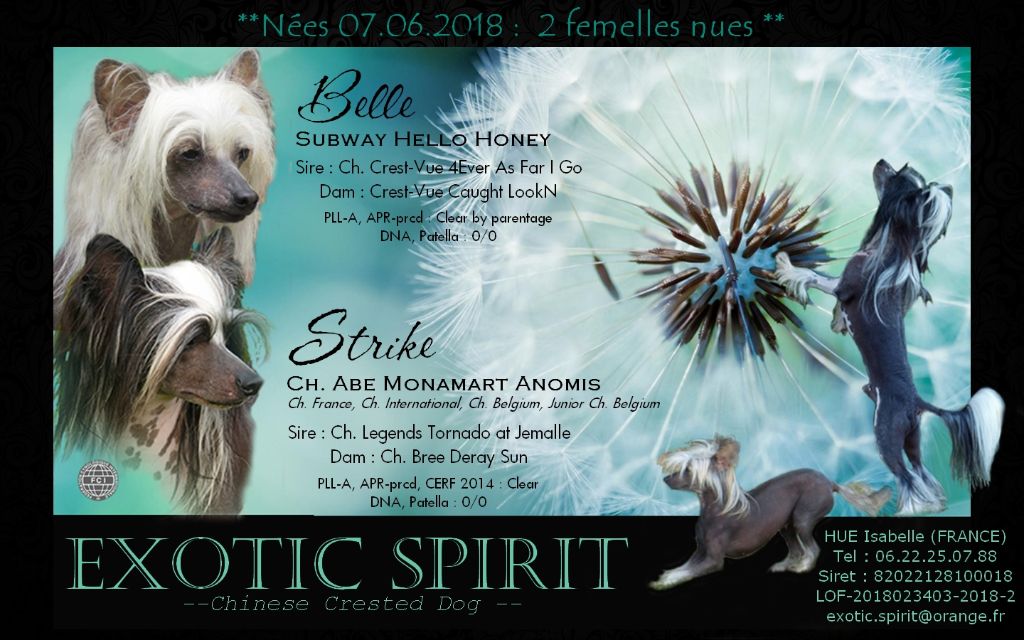 Exotic Spirit - 2 femelles nues sont nés le 07 juin 2018 !!