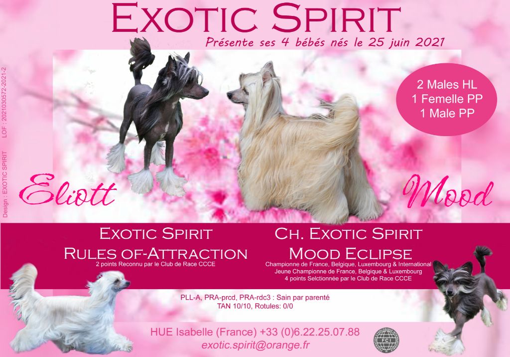 Exotic Spirit - Notre sublime 