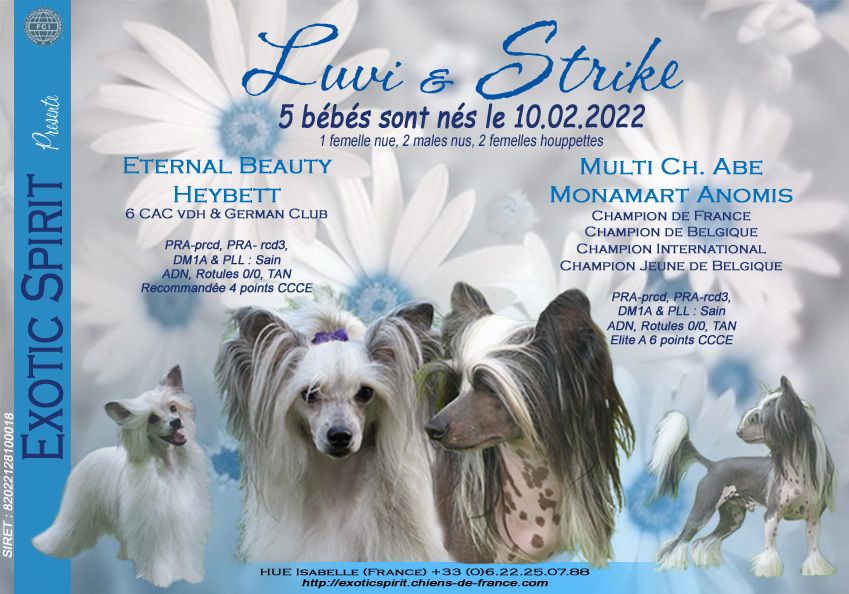 Exotic Spirit - Les bébés de Luvi & Strike sont nés le 10.02.22 !!!