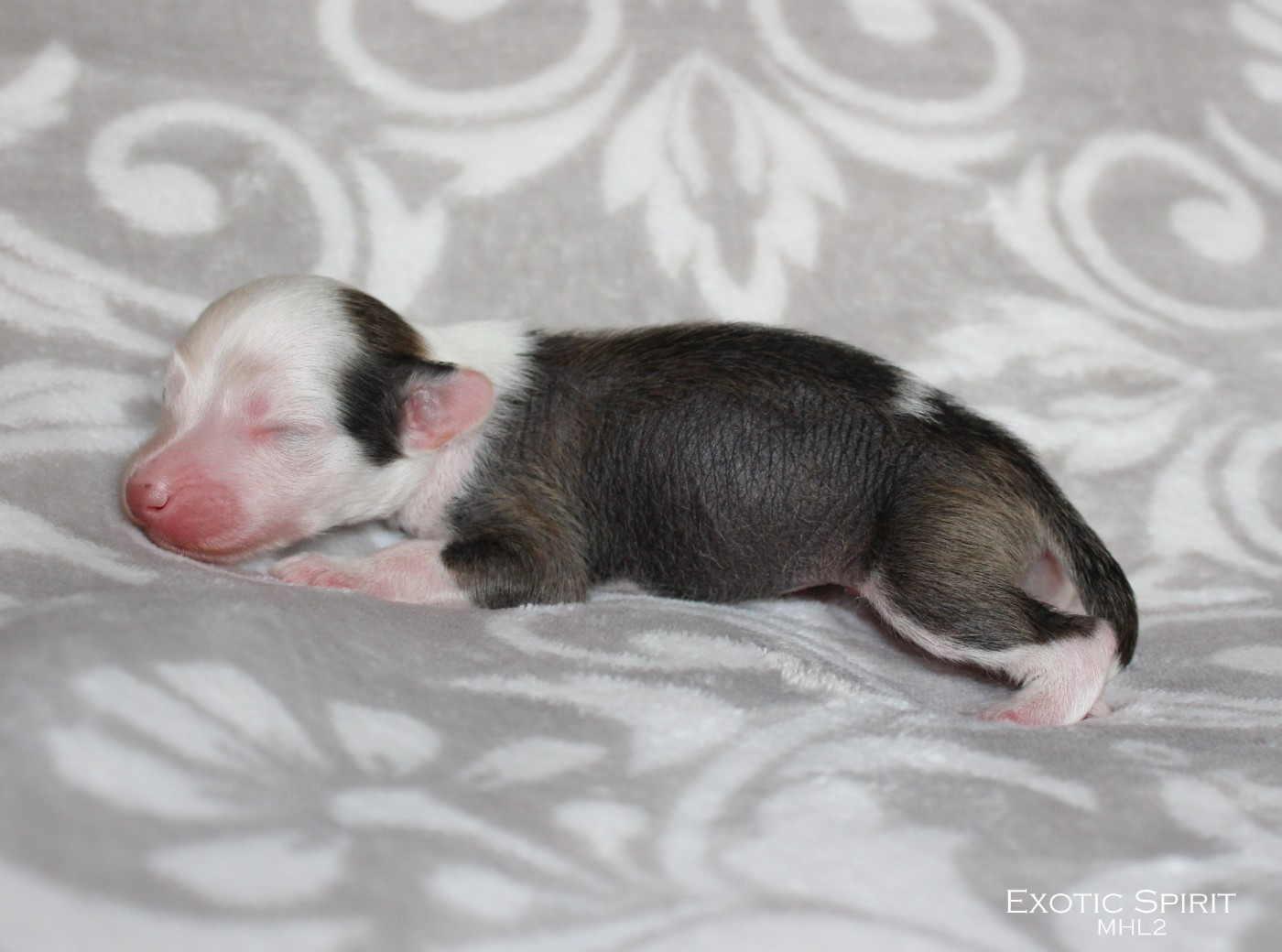 Bientôt des petits bébés 2026