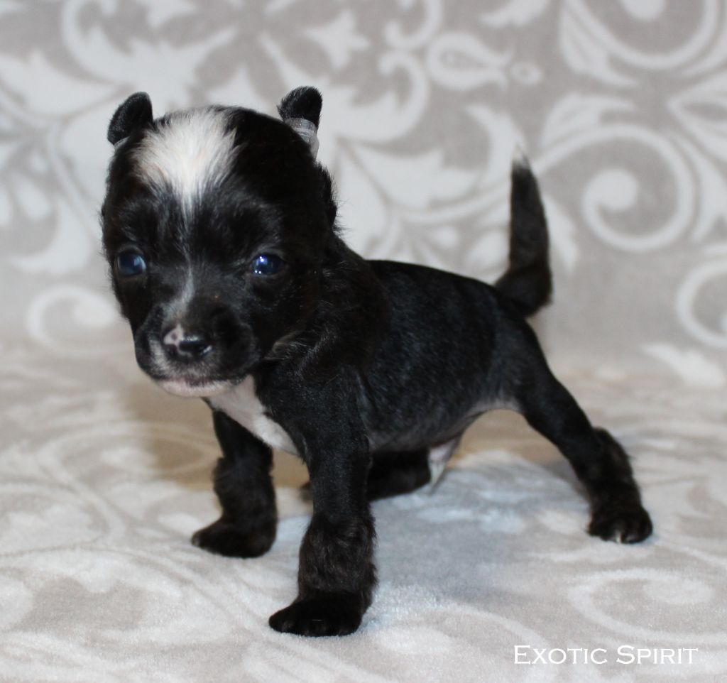 Exotic Spirit - Chiots disponibles - Chien chinois à crête