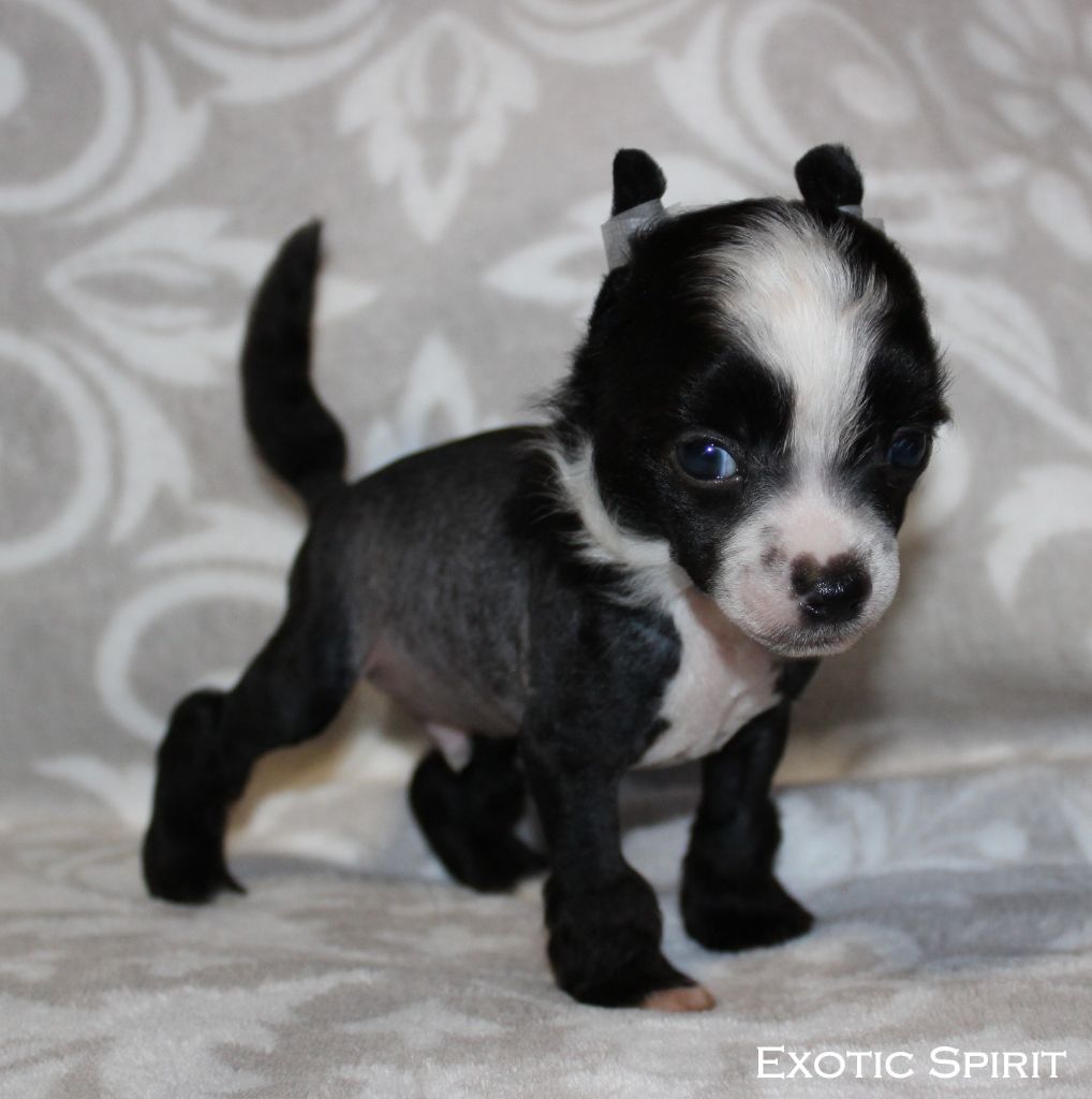 Exotic Spirit - Chiots disponibles - Chien chinois à crête