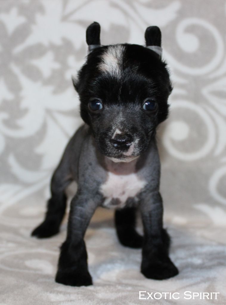 Exotic Spirit - Chiots disponibles - Chien chinois à crête