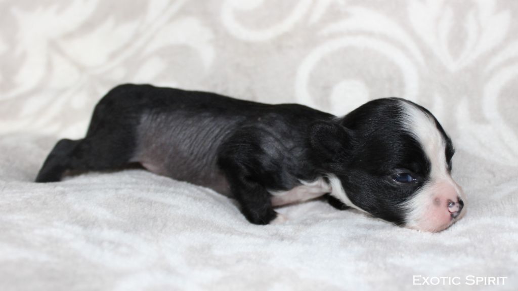 Exotic Spirit - Chiots disponibles - Chien chinois à crête