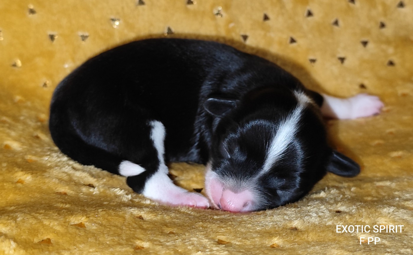 Exotic Spirit - Chiots disponibles - Chien chinois à crête