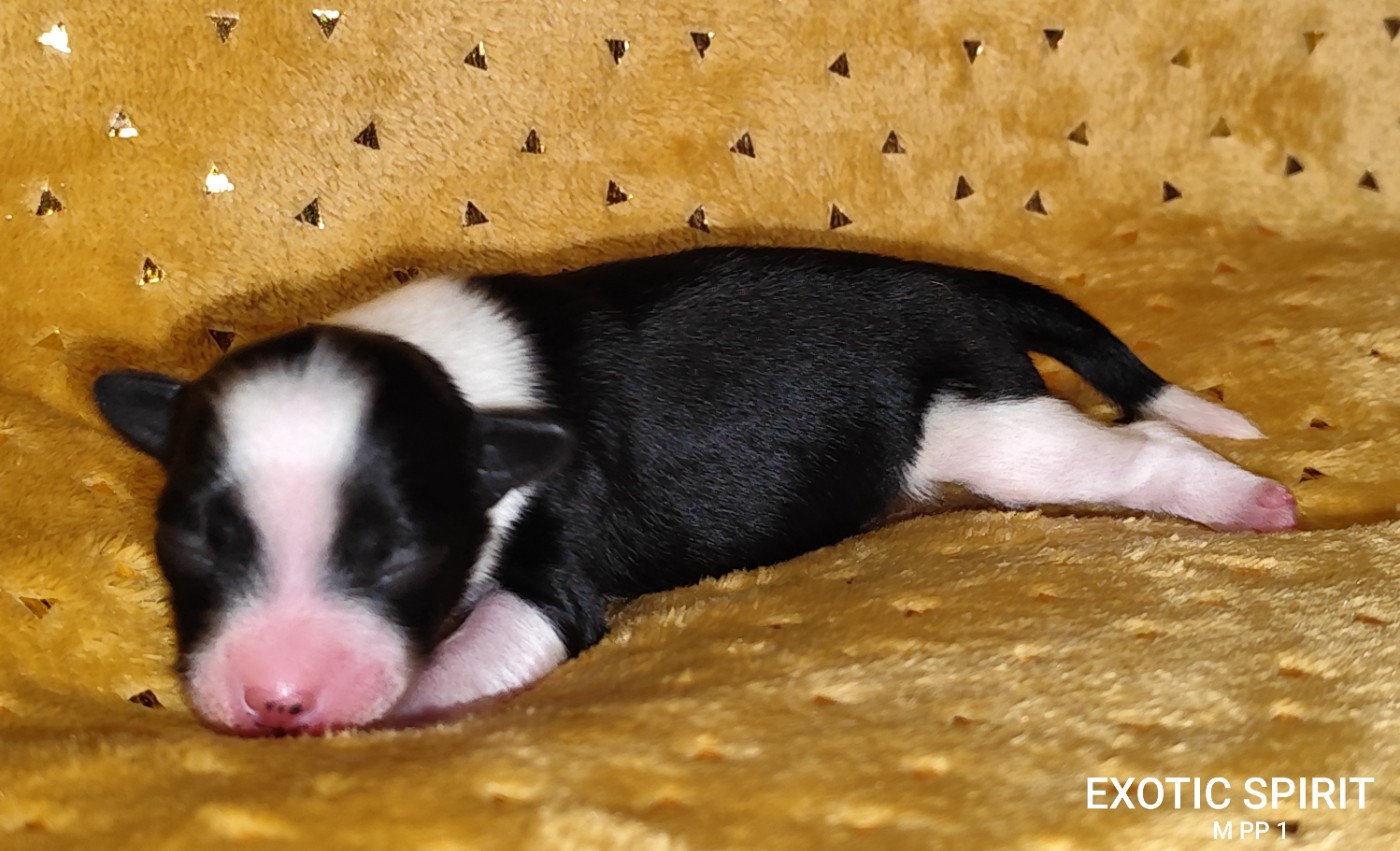 Exotic Spirit - Chiots disponibles - Chien chinois à crête