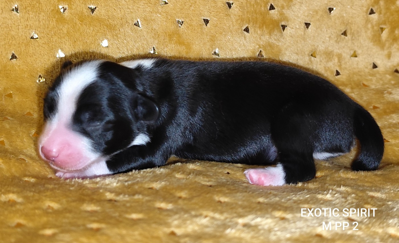 Exotic Spirit - Chiots disponibles - Chien chinois à crête