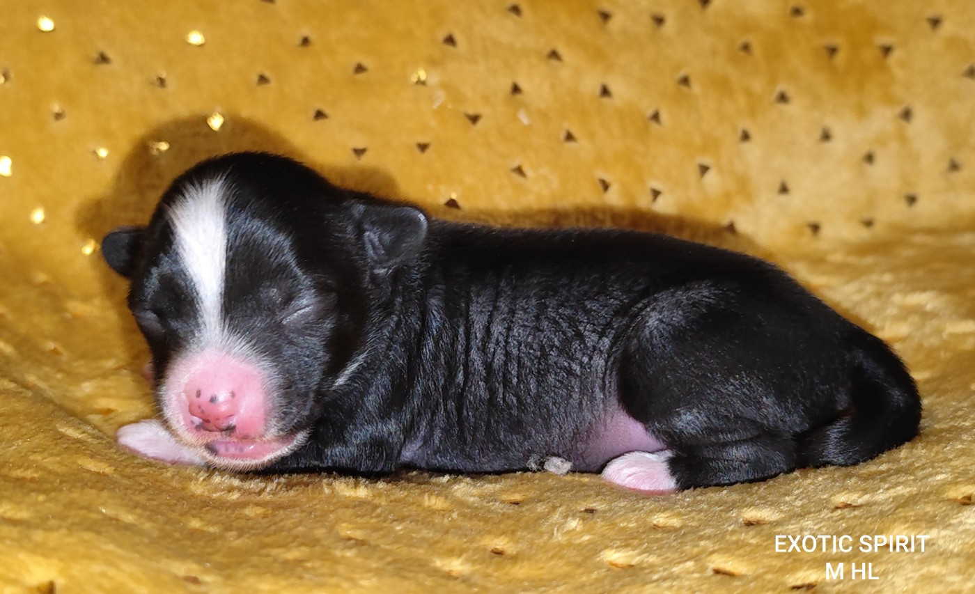 Exotic Spirit - Chiots disponibles - Chien chinois à crête