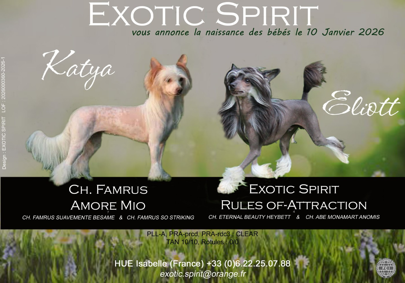 Chiot Chien chinois à crête Exotic Spirit