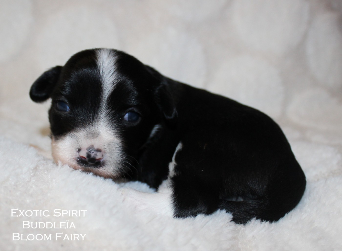 Exotic Spirit - Chiots disponibles - Chien chinois à crête