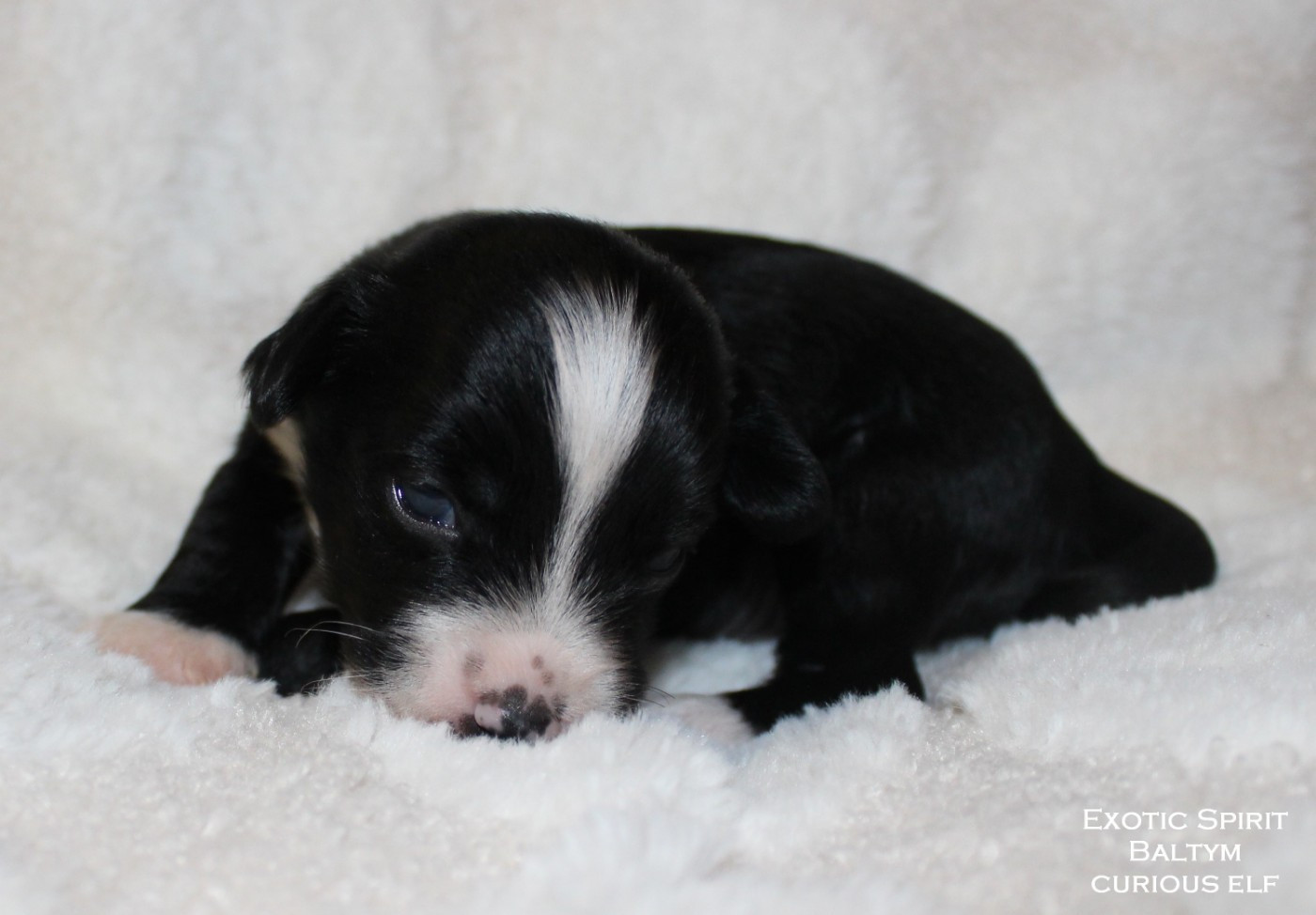 Exotic Spirit - Chiots disponibles - Chien chinois à crête