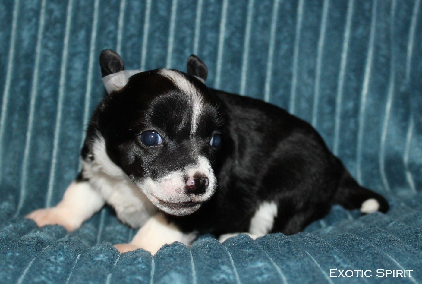 Exotic Spirit - Chiots disponibles - Chien chinois à crête