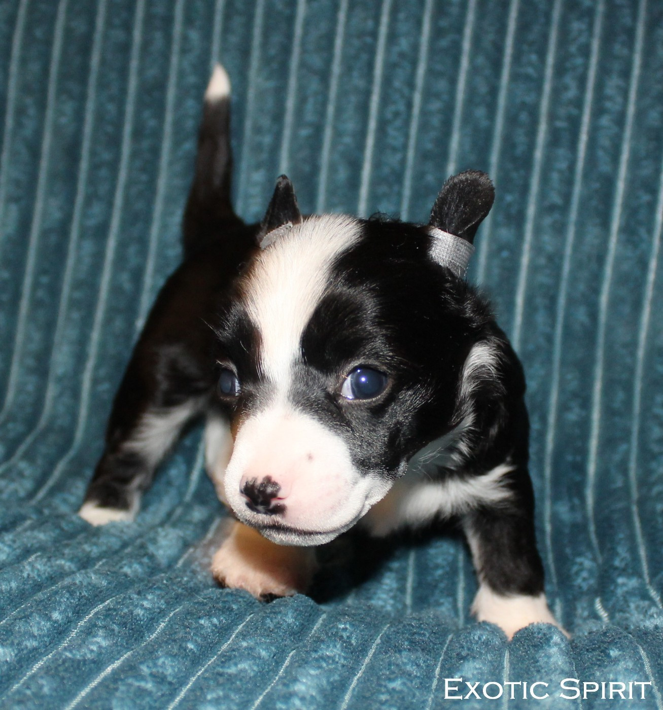 Exotic Spirit - Chiots disponibles - Chien chinois à crête