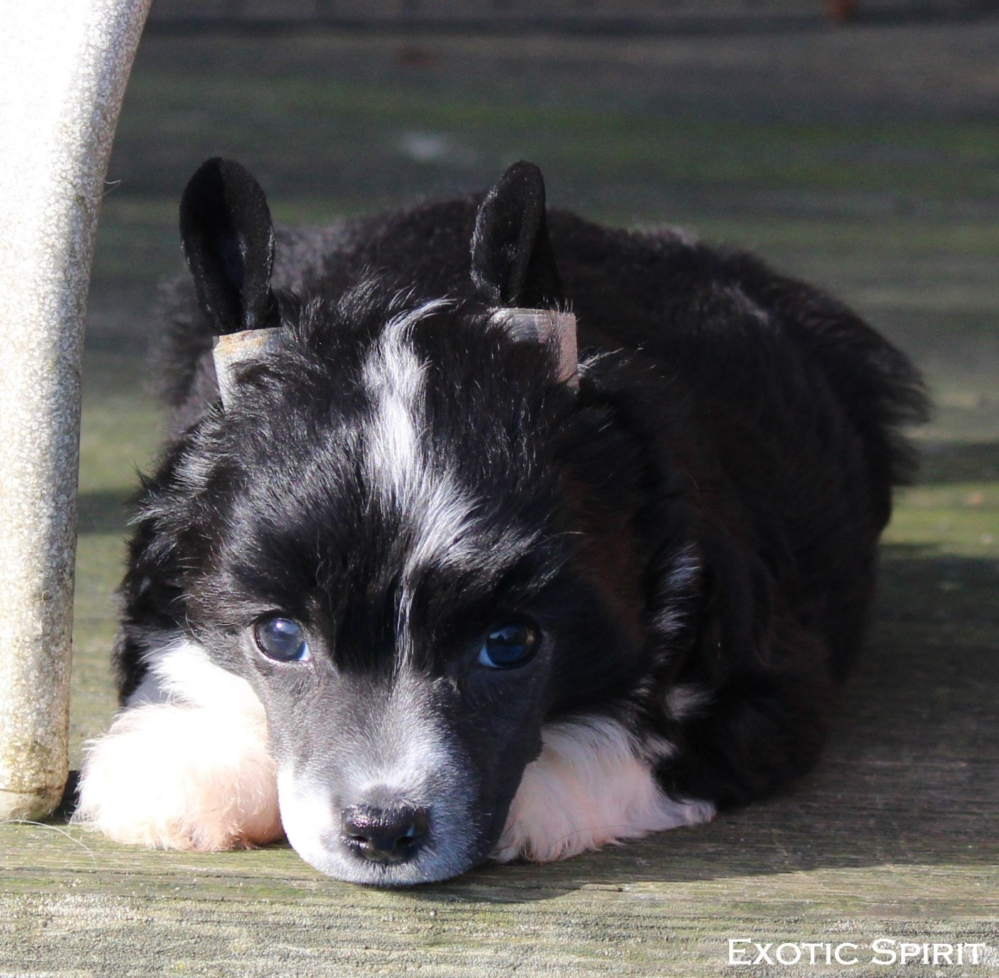Exotic Spirit - Chiots disponibles - Chien chinois à crête