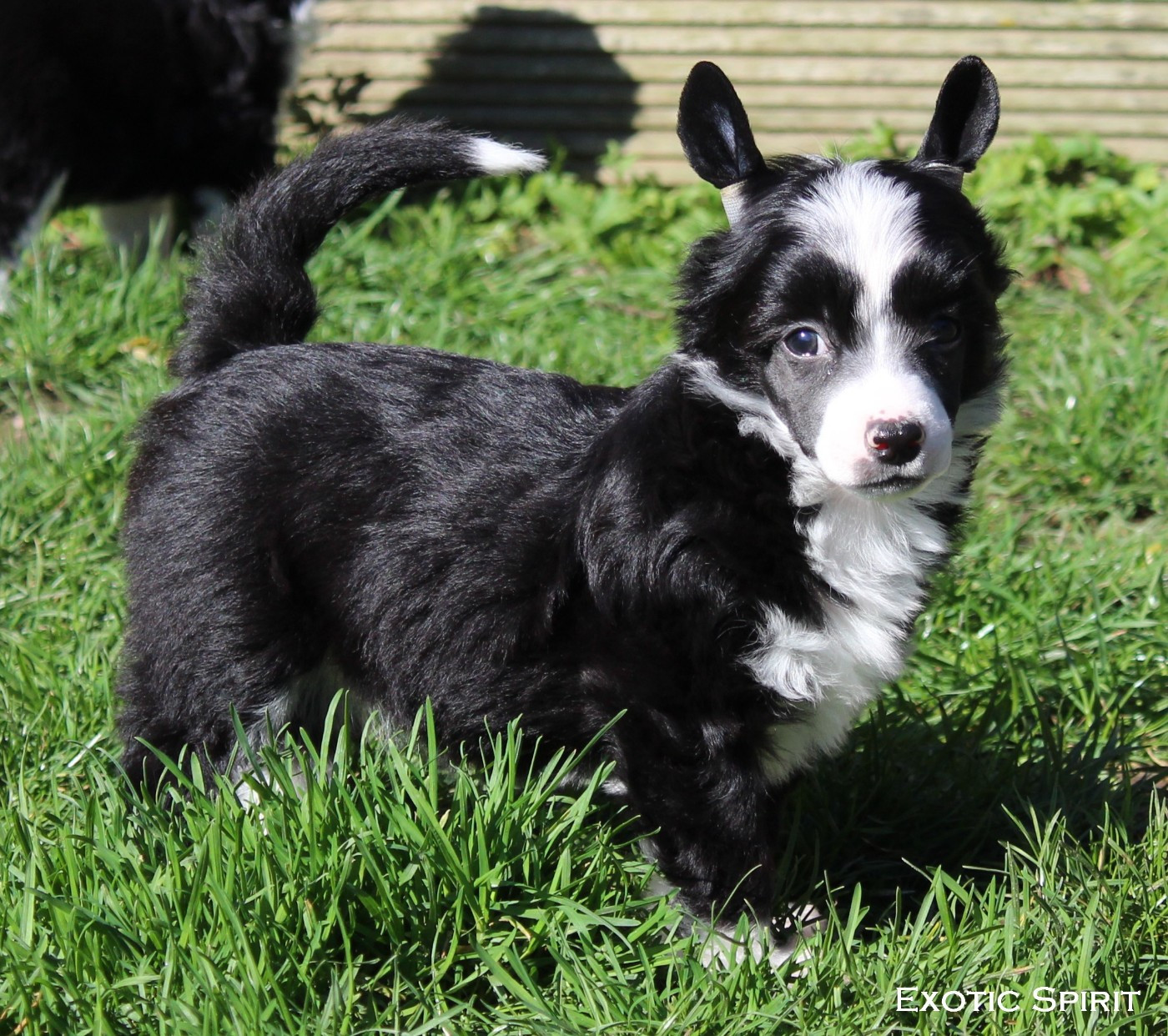 Exotic Spirit - Chiots disponibles - Chien chinois à crête