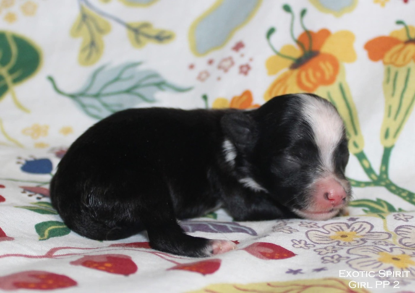 Exotic Spirit - Chiots disponibles - Chien chinois à crête