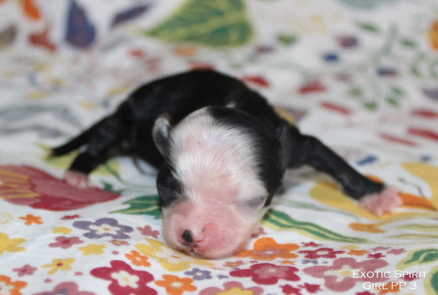 Exotic Spirit - Chiots disponibles - Chien chinois à crête