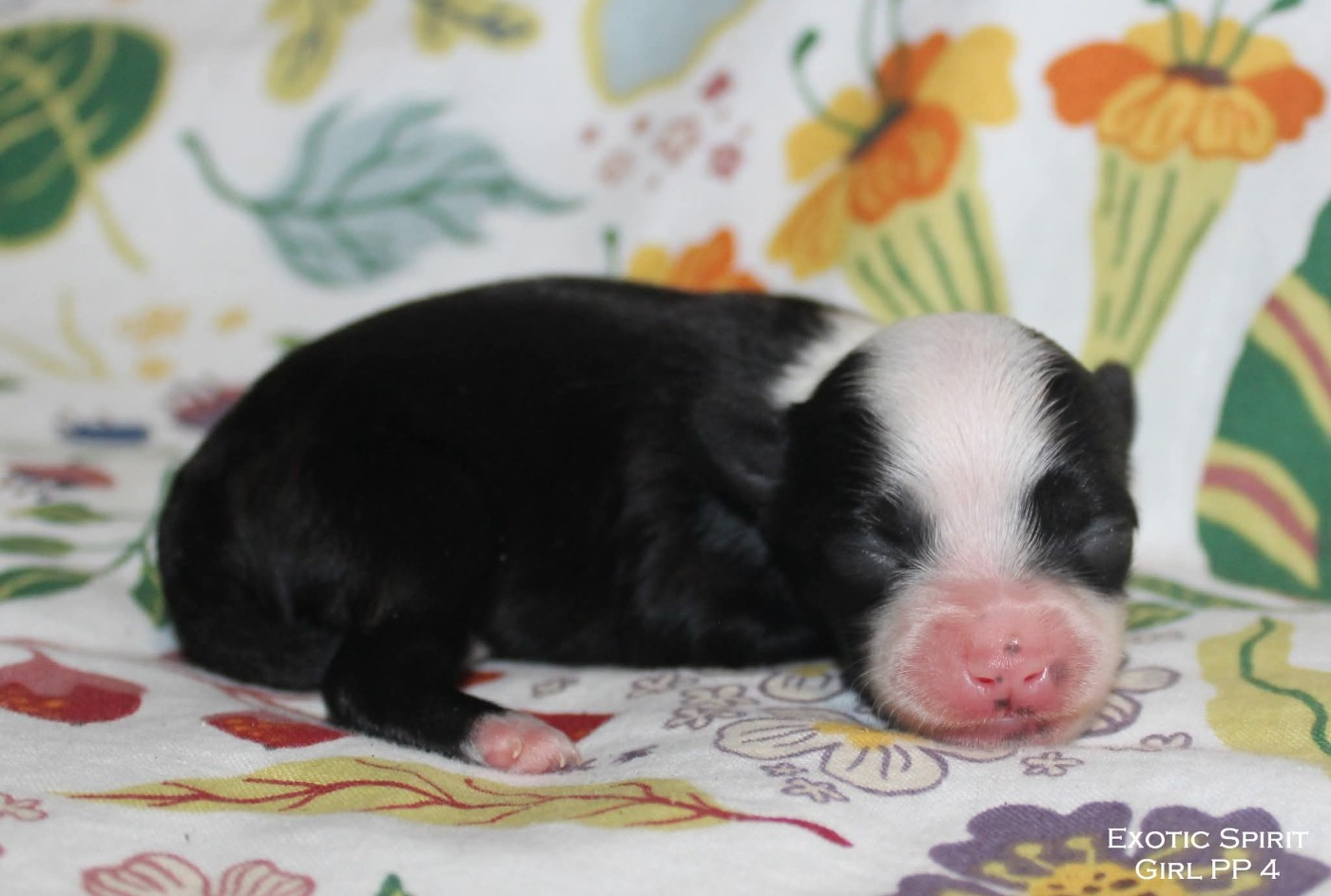 Exotic Spirit - Chiots disponibles - Chien chinois à crête