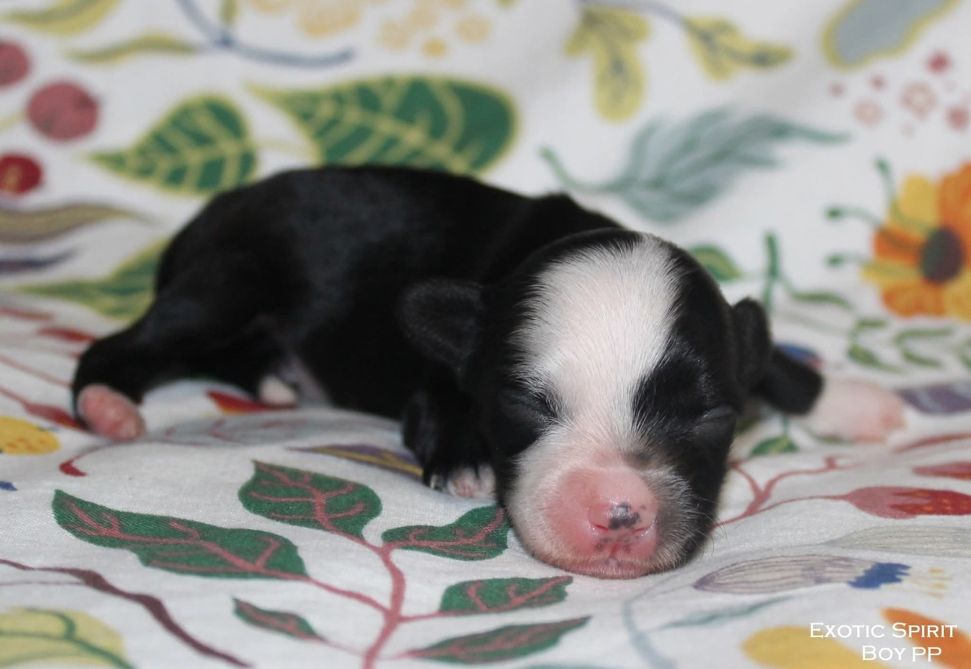 Exotic Spirit - Chiots disponibles - Chien chinois à crête