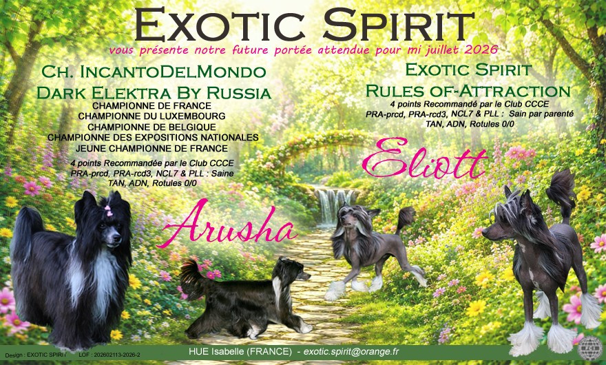 Exotic Spirit - Chien chinois à crête - Portée née le 10/07/2026