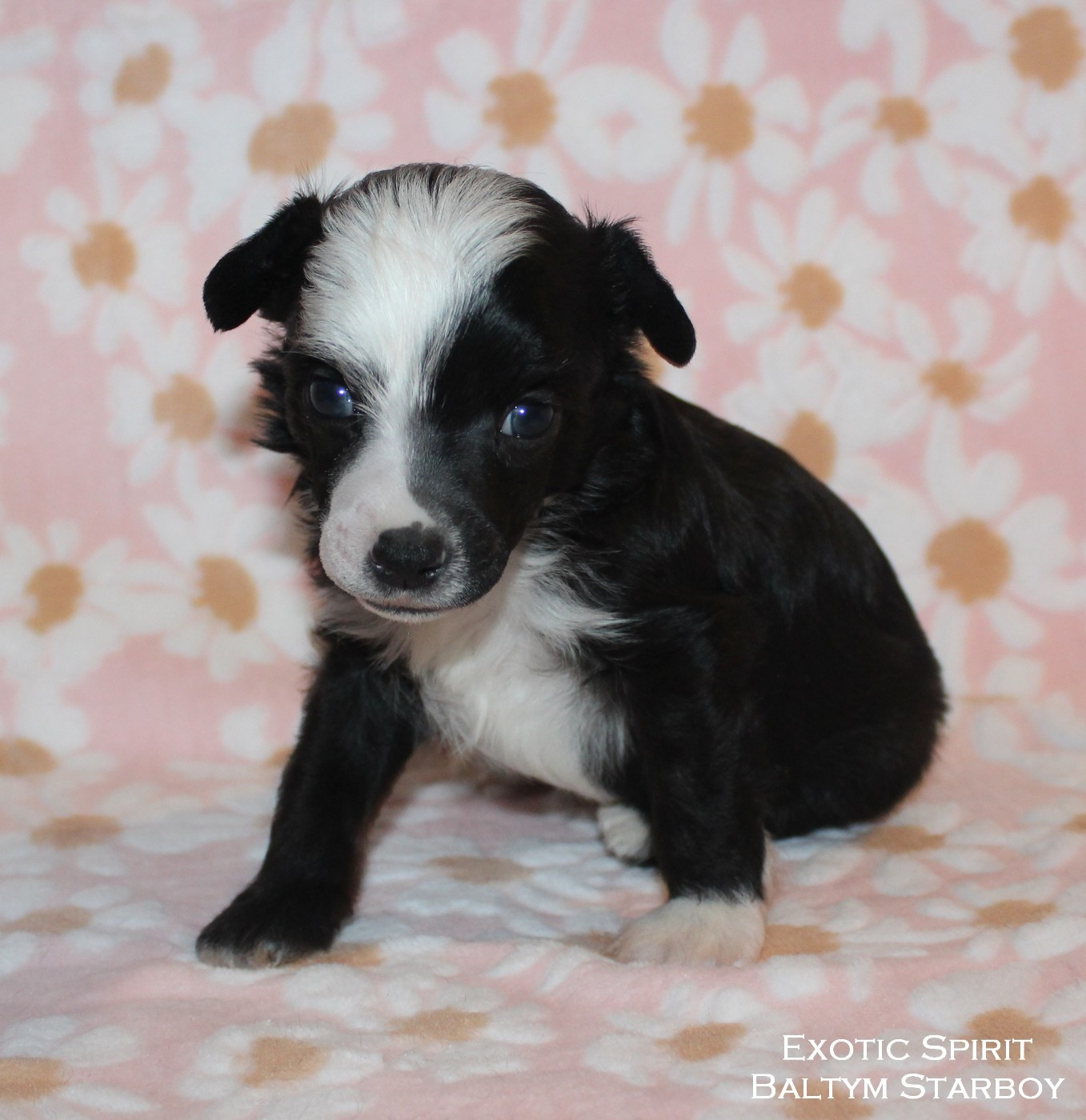 Exotic Spirit - Chiots disponibles - Chien chinois à crête