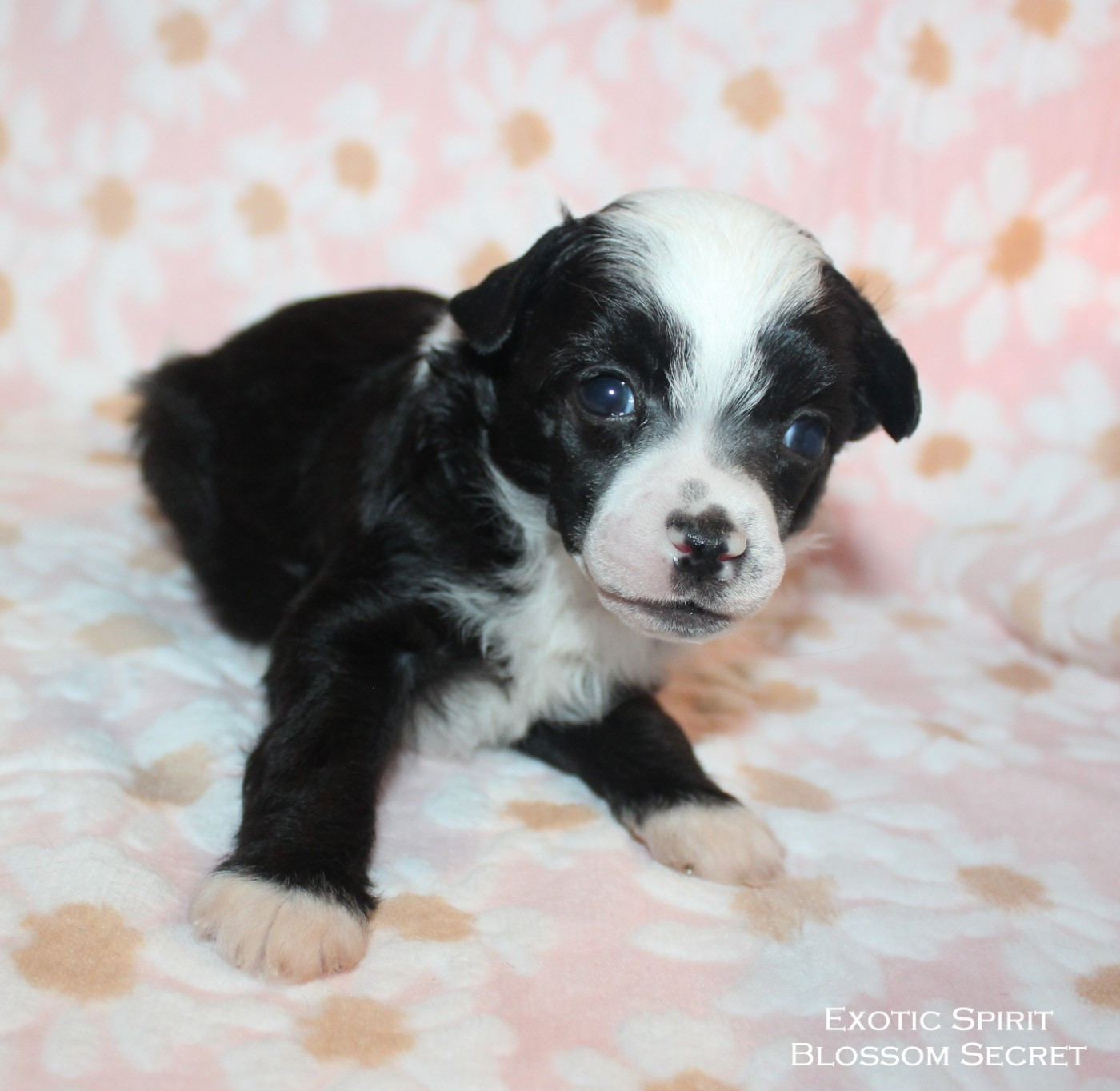 Exotic Spirit - Chiots disponibles - Chien chinois à crête