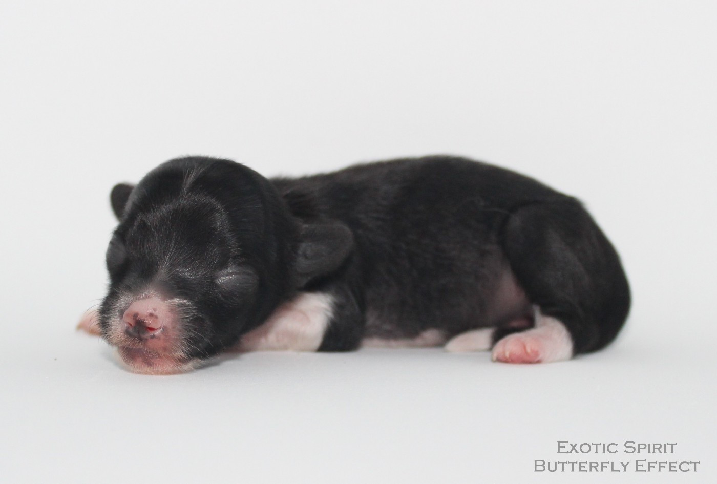 Exotic Spirit - Chiots disponibles - Chien chinois à crête