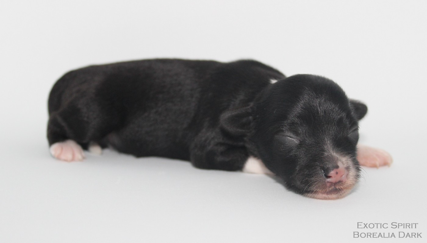 Exotic Spirit - Chiots disponibles - Chien chinois à crête