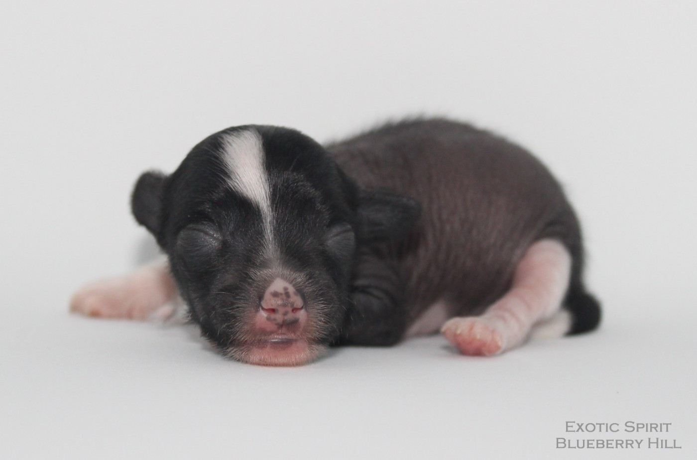 Exotic Spirit - Chiots disponibles - Chien chinois à crête