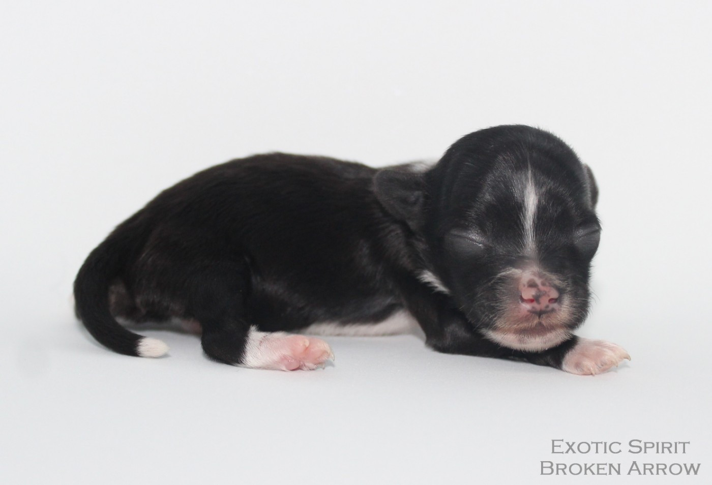 Exotic Spirit - Chiots disponibles - Chien chinois à crête