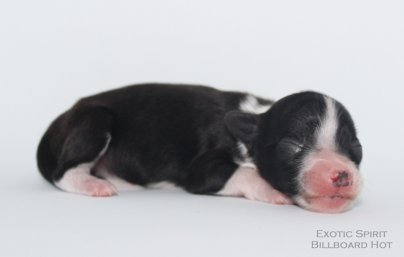 Exotic Spirit - Chiots disponibles - Chien chinois à crête