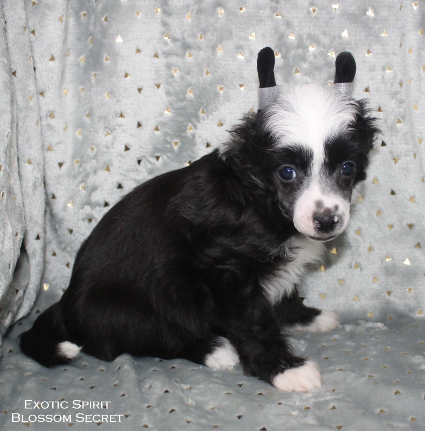 Exotic Spirit - Chiots disponibles - Chien chinois à crête