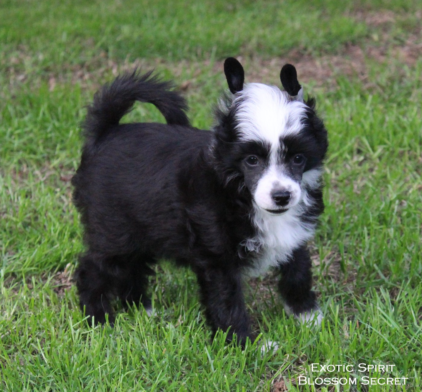 Exotic Spirit - Chiots disponibles - Chien chinois à crête