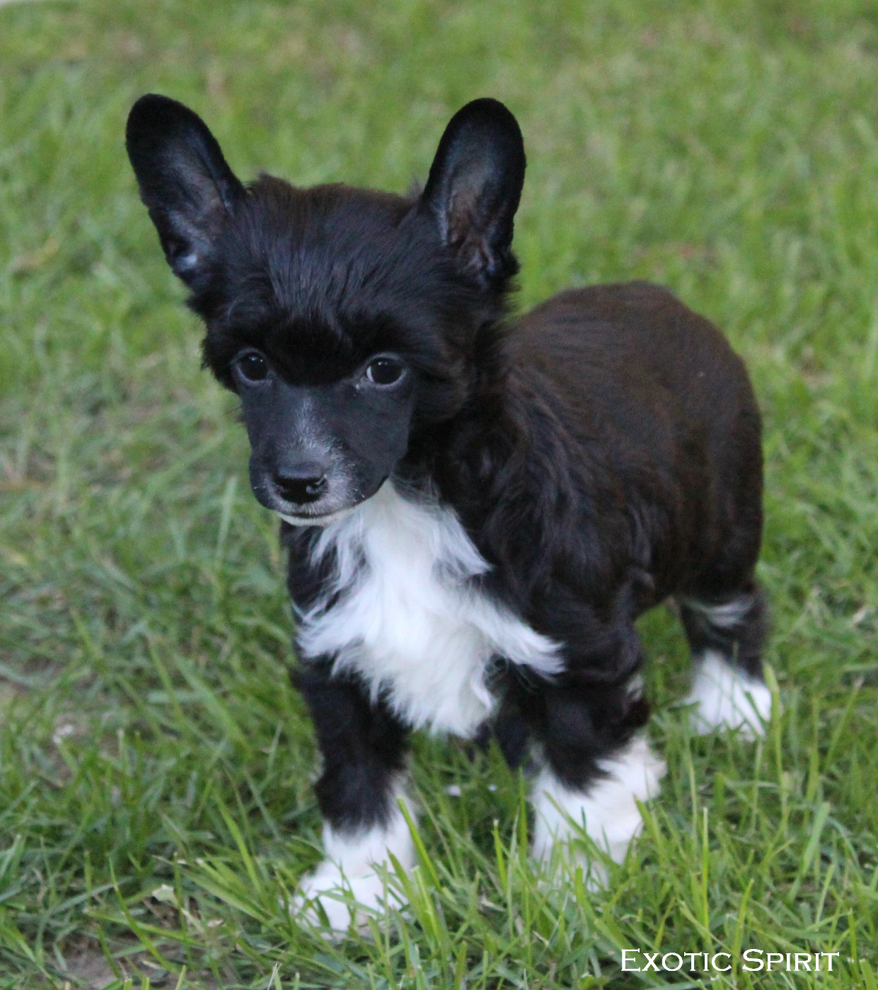 Exotic Spirit - Chiots disponibles - Chien chinois à crête