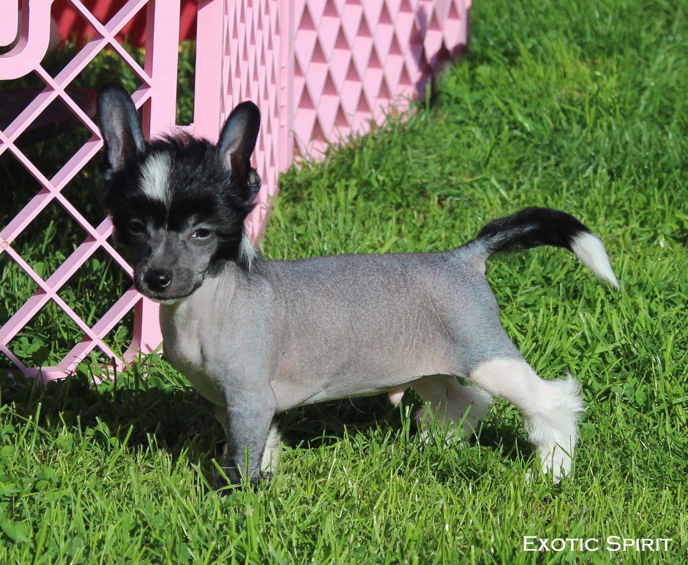 Exotic Spirit - Chiots disponibles - Chien chinois à crête