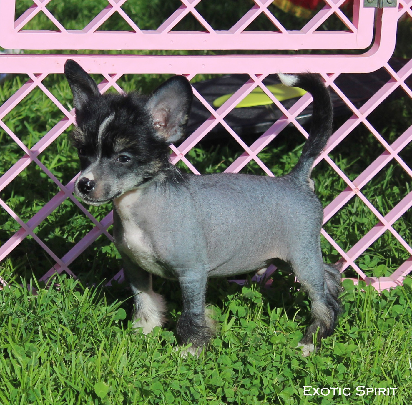 Exotic Spirit - Chiots disponibles - Chien chinois à crête