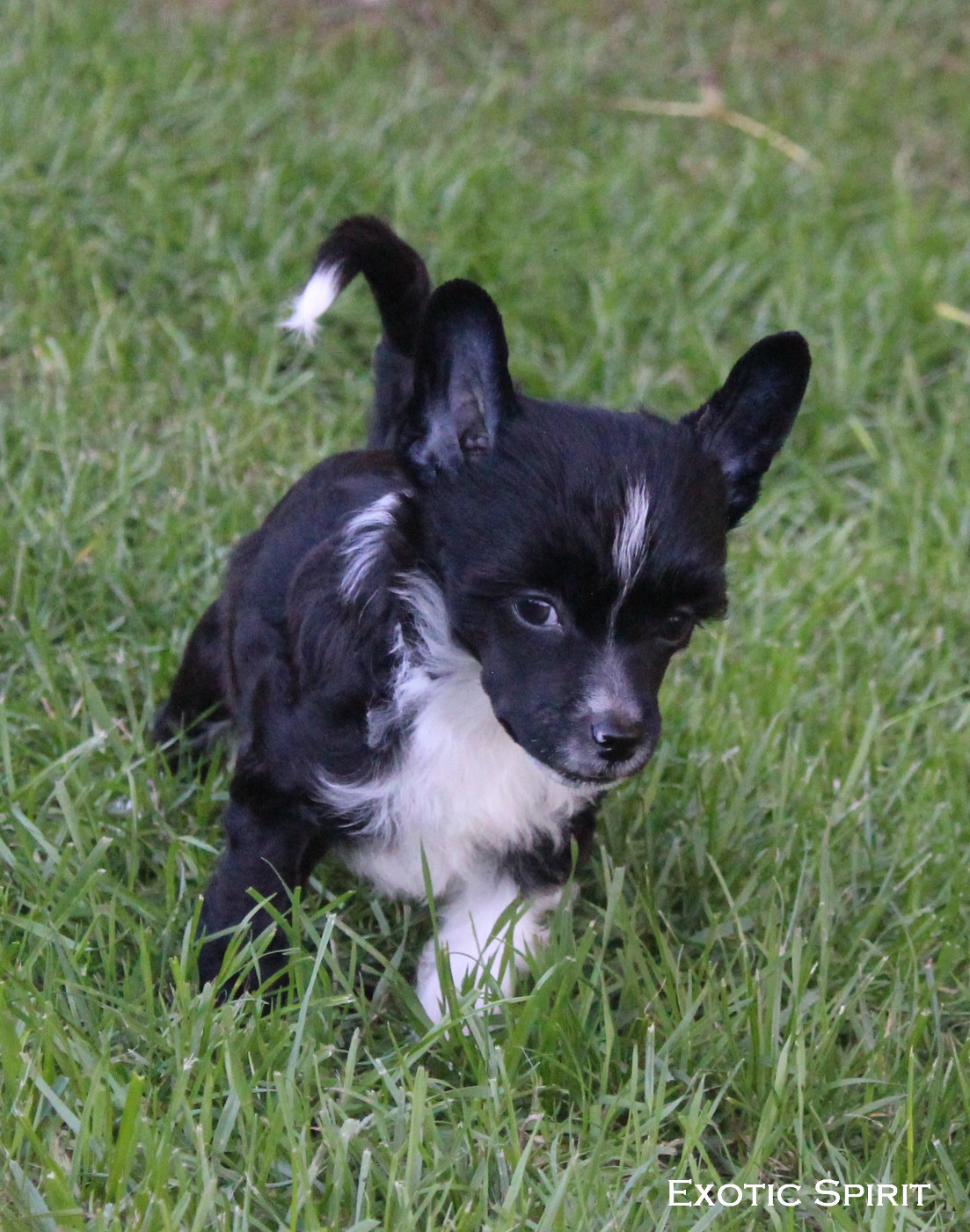 Exotic Spirit - Chiots disponibles - Chien chinois à crête