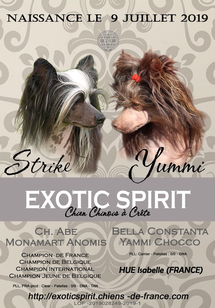 Chiot Chien chinois à crête Exotic Spirit
