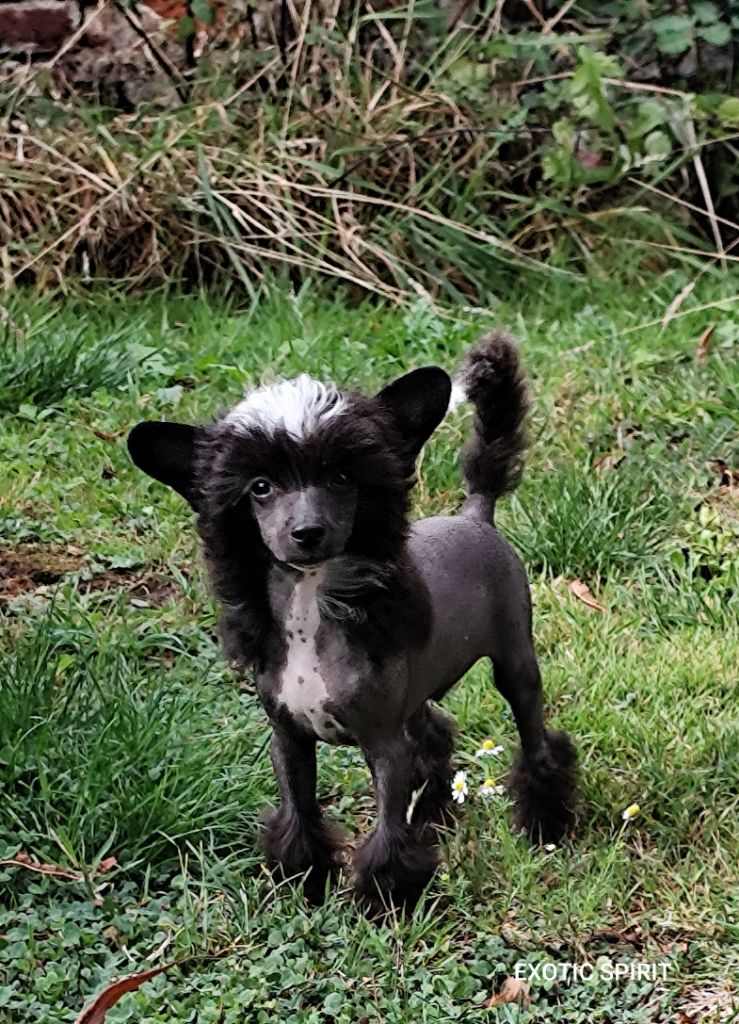 Exotic Spirit - Chiots disponibles - Chien chinois à crête