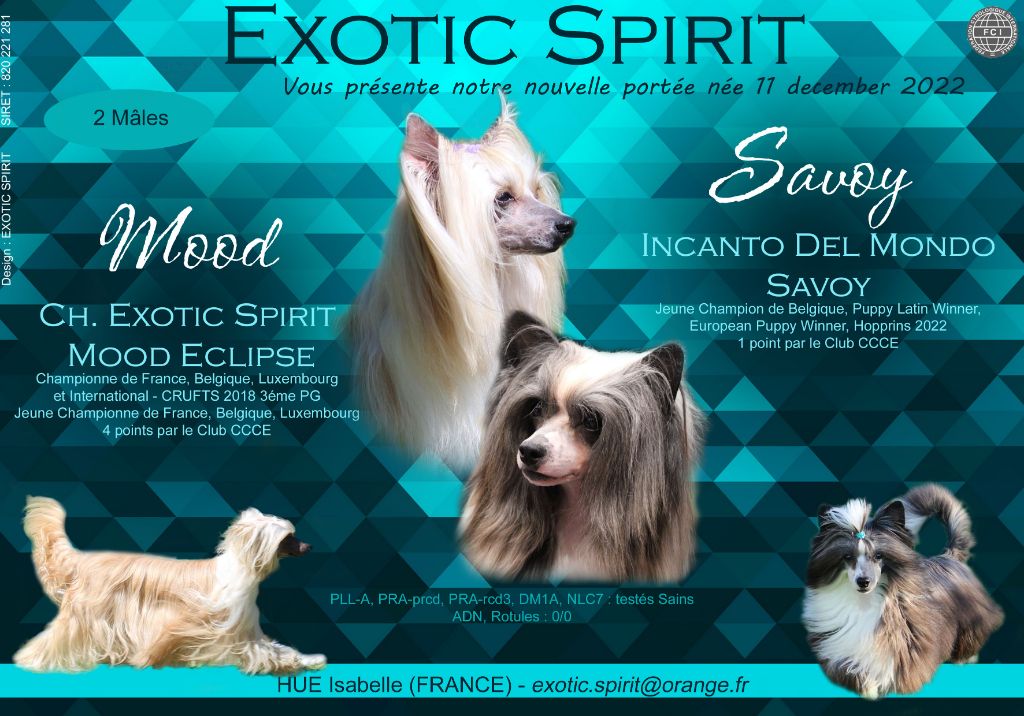 Chiot Chien chinois à crête Exotic Spirit