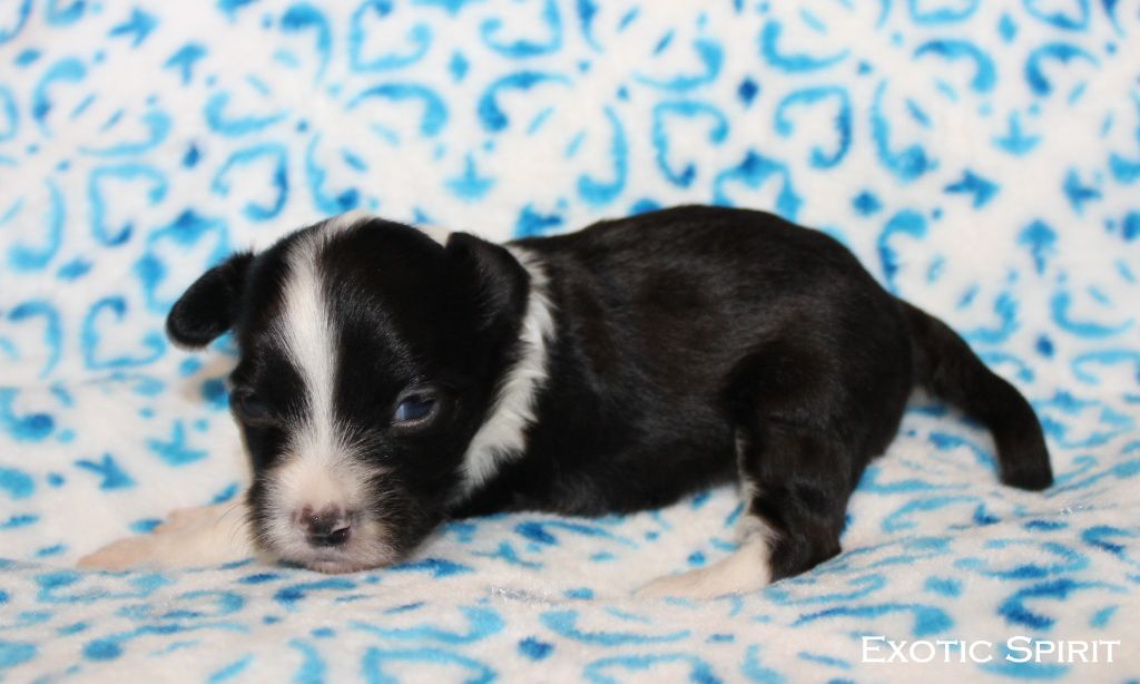 Exotic Spirit - Chiots disponibles - Chien chinois à crête