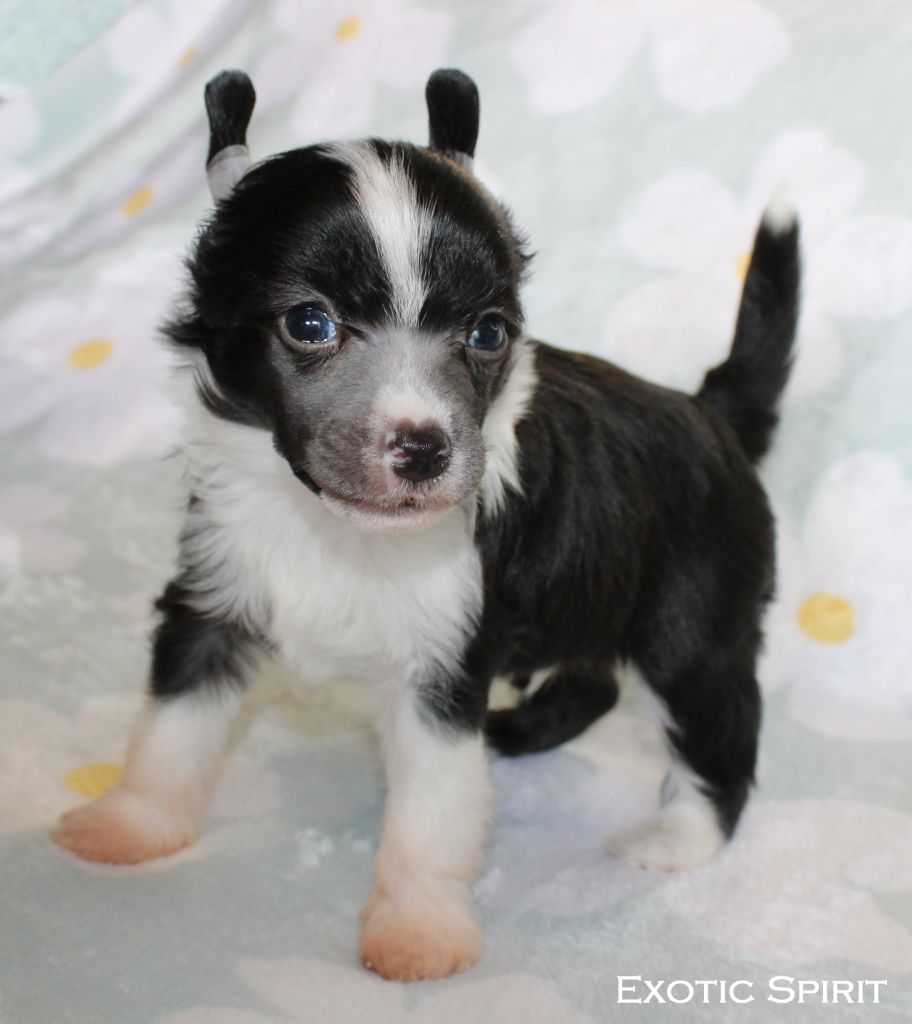 Exotic Spirit - Chiots disponibles - Chien chinois à crête