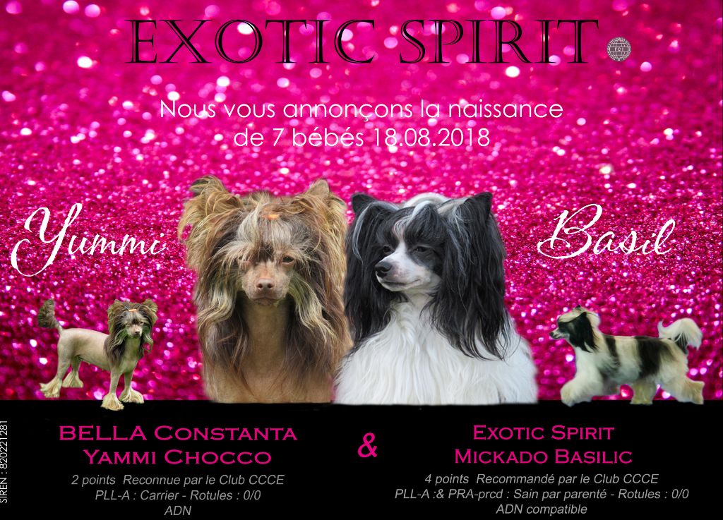 Chiot Chien chinois à crête Exotic Spirit