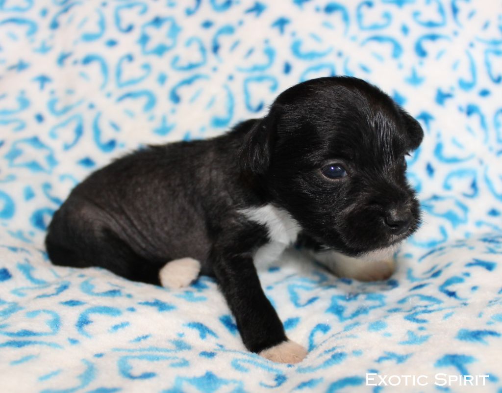 Exotic Spirit - Chiots disponibles - Chien chinois à crête