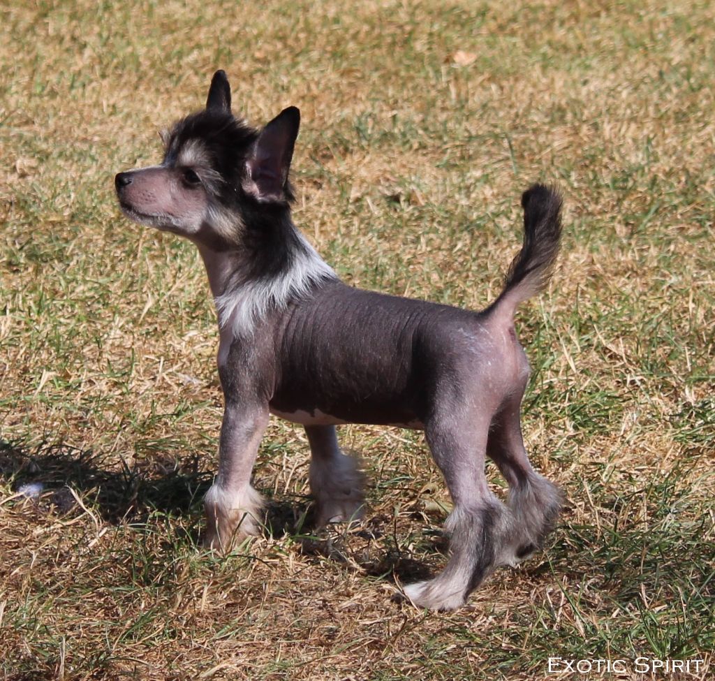 Exotic Spirit - Chiots disponibles - Chien chinois à crête