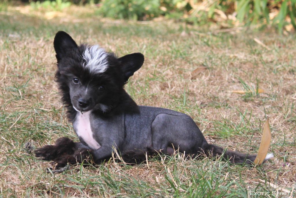 Exotic Spirit - Chiots disponibles - Chien chinois à crête