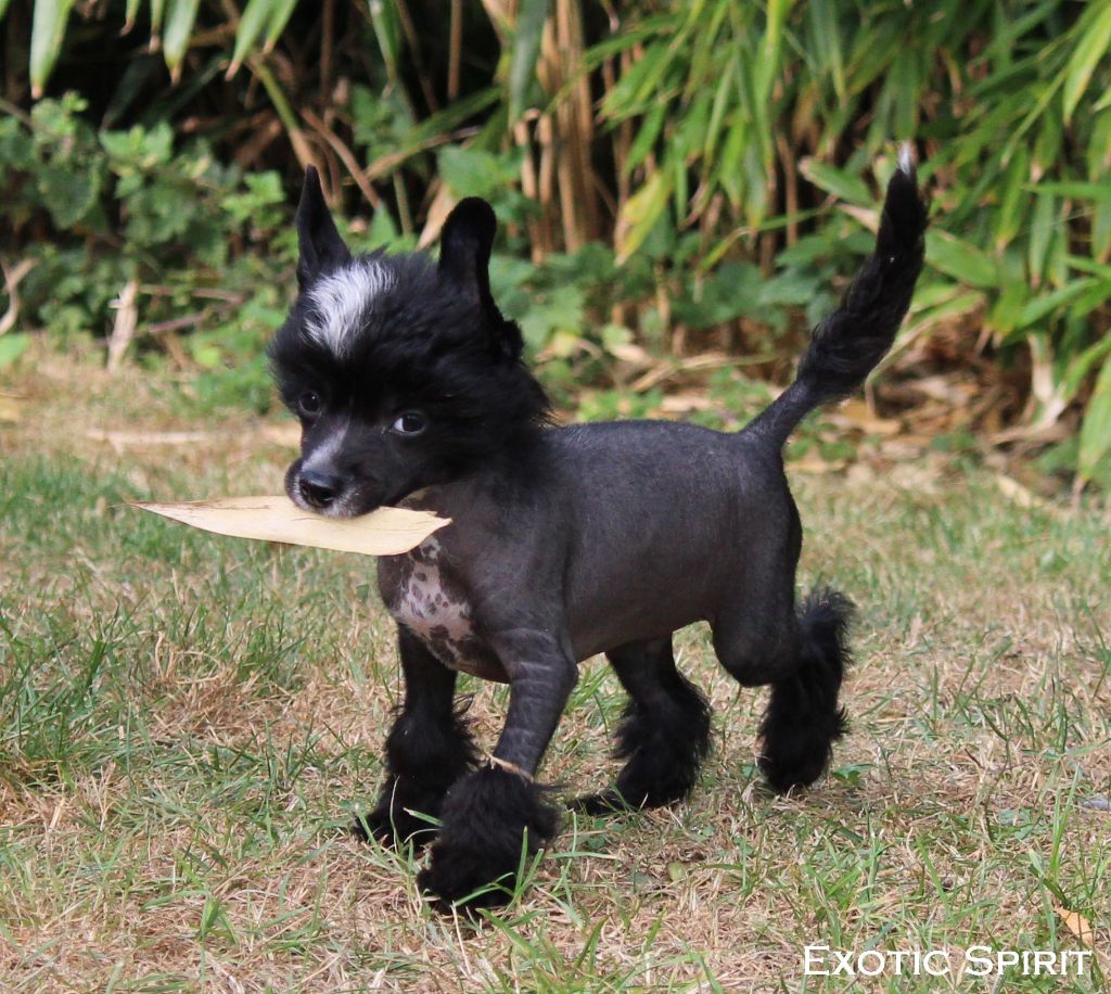 Exotic Spirit - Chiots disponibles - Chien chinois à crête