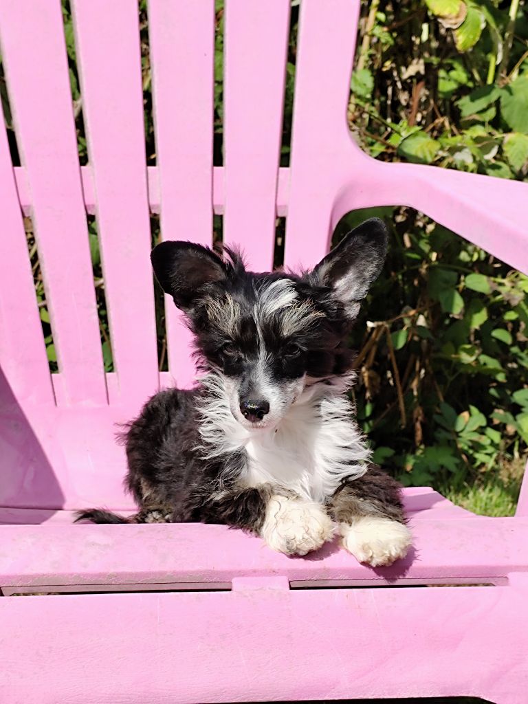 Exotic Spirit - Chiots disponibles - Chien chinois à crête